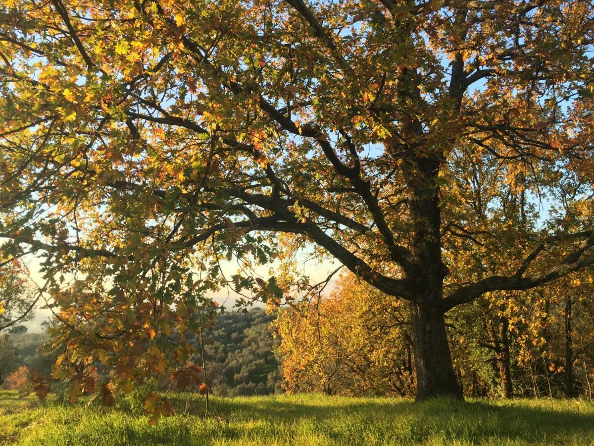 Agriturismo Podere Rondinaio Lamporecchio Eksteriør bilde