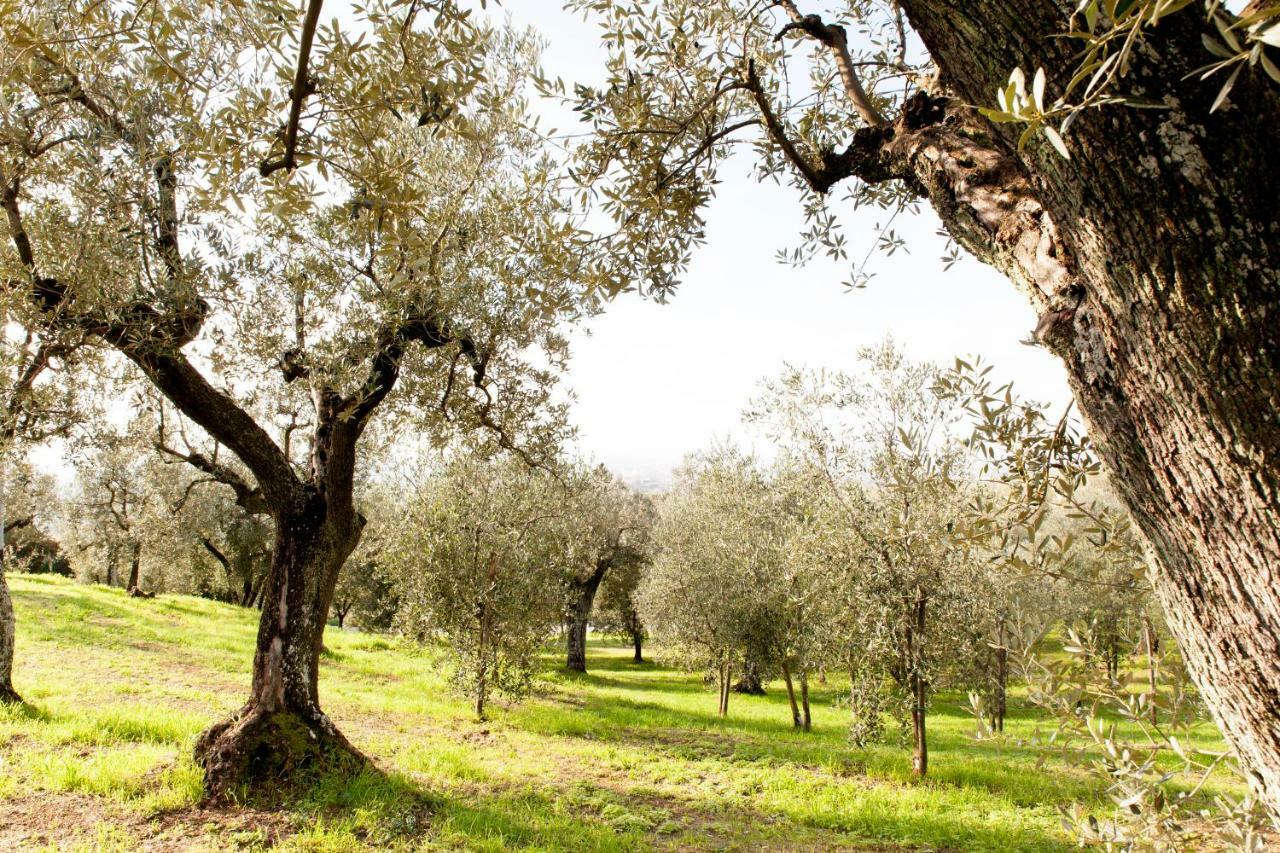 Agriturismo Podere Rondinaio Lamporecchio Eksteriør bilde